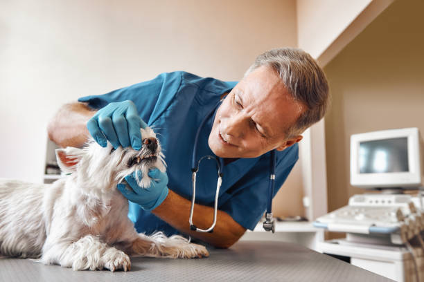 Best Urgent Dental Care for Toothache in Centralia, WA